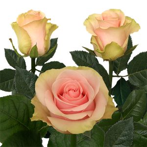 ABSOLUT IN PINK ROSE