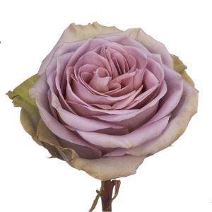 PURPLE ROSES