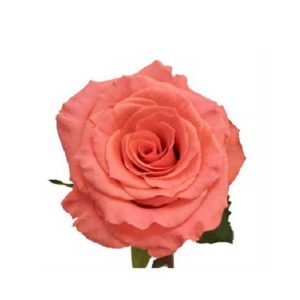 AMSTERDAN ROSE