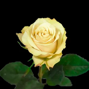 ARENITA ROSE