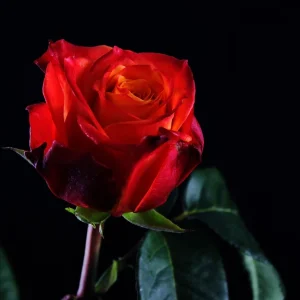 ATOMIC ROSE