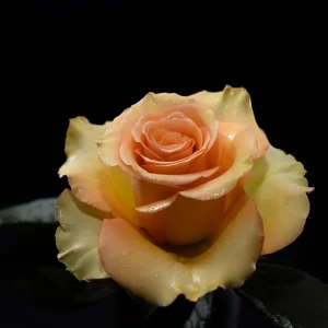 BATERFLAI ROSE