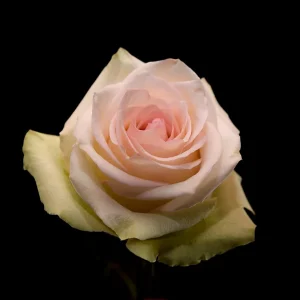 BLESSING ROSE