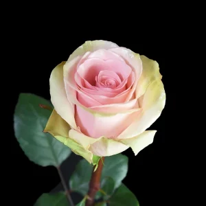 BLUSSING ROSE