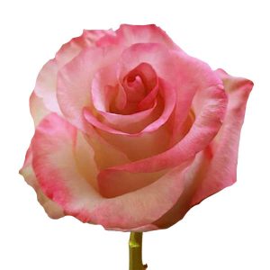 BOULEVARD ROSE
