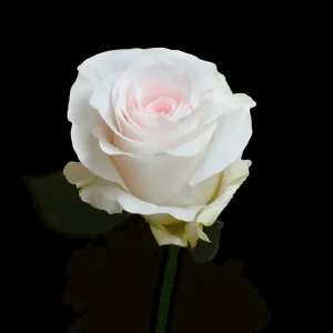 BRIDAL AKITO ROSE