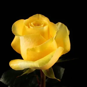 BRIGHTON ROSE