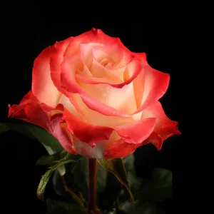 CABARET ROSE