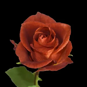 CAFE DEL MAR ROSE
