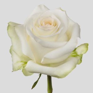 CANDLELIGHT ROSE