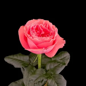 CANDY XPRESSION ROSE
