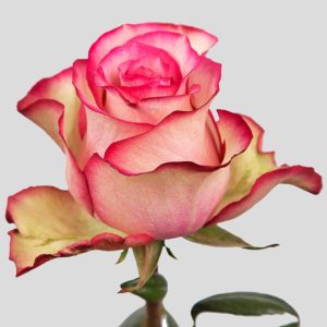 CARROUSEL ROSE