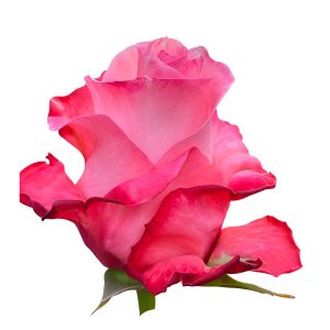 CONQUISTA ROSE
