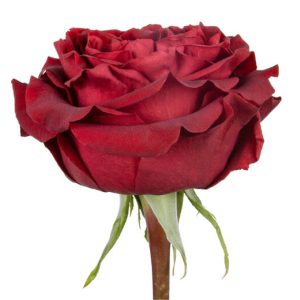 COQUETA ROSE