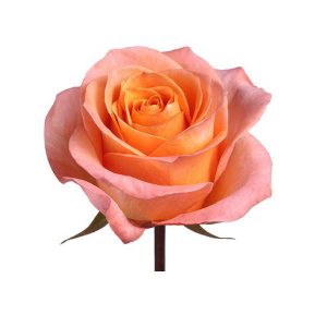 CORAL REEF ROSE