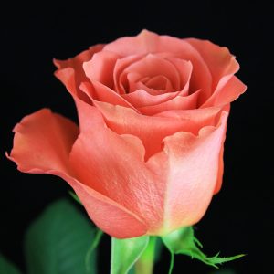CORAL XPRESSION ROSE