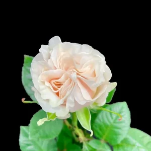 COTTON XPRESSION ROSE