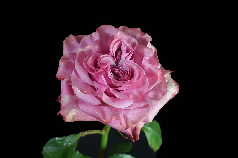 COUNTRY BLUES ROSE - Image 2