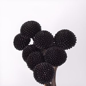 CRASPEDIA BLACK