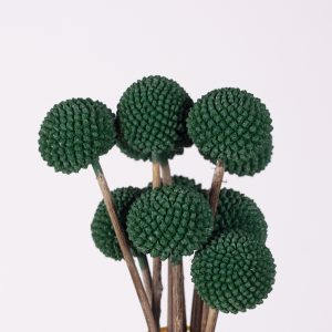 CRASPEDIA GREEN