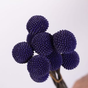 CRASPEDIA PURPLE