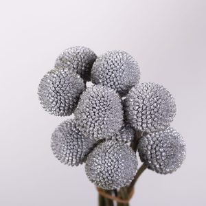 CRASPEDIA SILVER