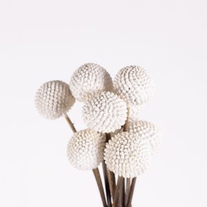 CRASPEDIA WHITE