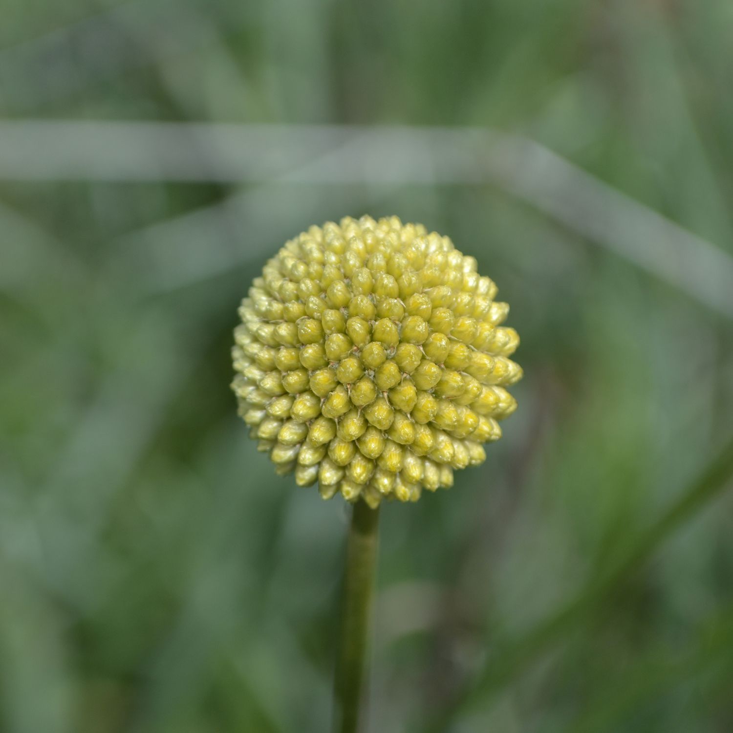 CRASPEDIA YELLOW - Imagen 2