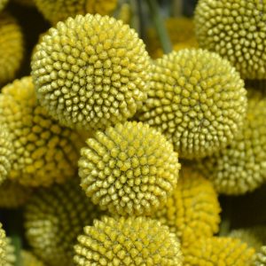 CRASPEDIA  YELLOW