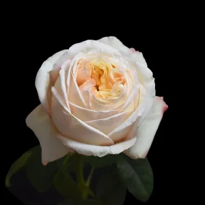 DREAM XPRESSION ROSE