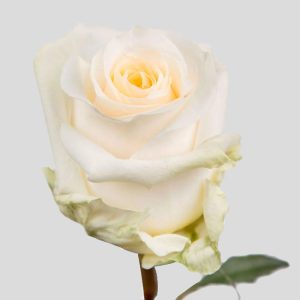 CREME DE LA CREME ROSE