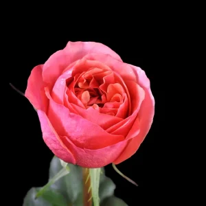 DARK XPRESSION ROSE