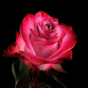 DEEP PURPLE ROSE
