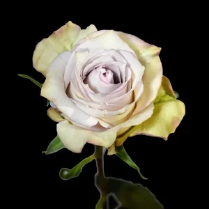 DEEP SILVER ROSE