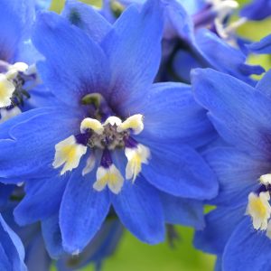 DELPHINIUM SEA WALTZ DARK BLUE