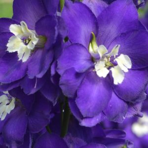 DELPHINIUM SEA WALTZ DARK BLUE