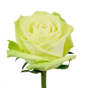 GREEN ROSES