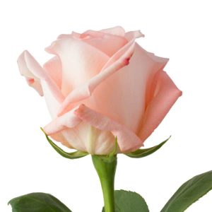 ENGAGEMENT ROSE