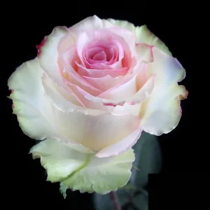 ESPERANCE ROSE