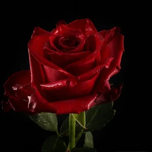 EXPLORER ROSE