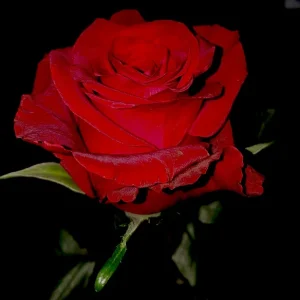 FORTUNE ROSE