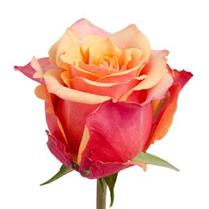 FREE SPIRIT ROSE