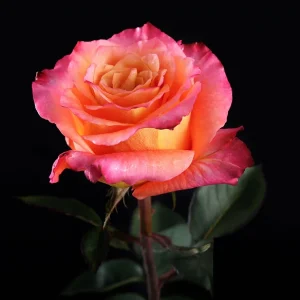 FREE SPIRIT ROSE