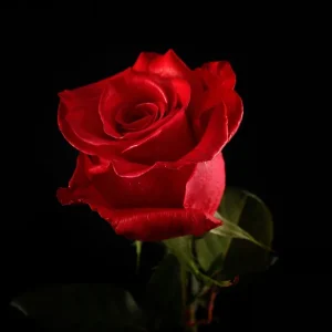 FREEDOM ROSE