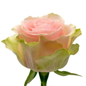 FRUTTETO ROSE