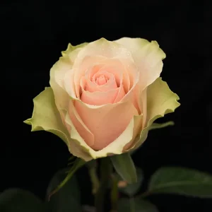 FRUTTETO ROSE