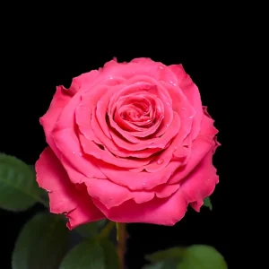 FULL MONTYROSE