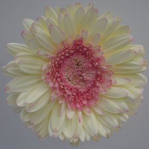 GERBERA
