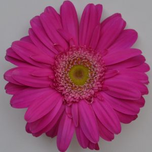 GERBERA FUCSIA