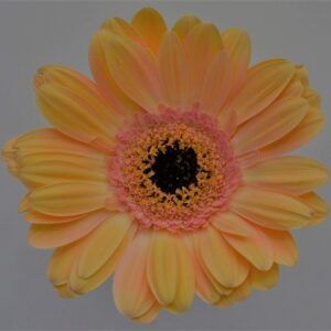 GERBERA PEACH
